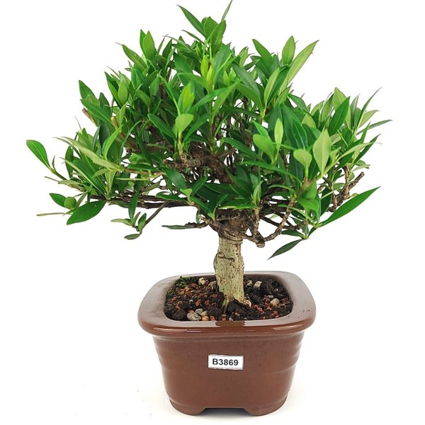 bonsai_mini_jasmim_3_anos_23_cm_14763_4_e1ac5d96ae3f455dac00f793cf4bfd07