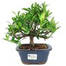 bonsai_mini_jasmim_3_anos_23_cm_14765_1_63d4e25d2f2e856b388ece3aade72ee4