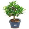 bonsai_mini_jasmim_3_anos_23_cm_14765_2_47264ff099ce22734c819403ca358505
