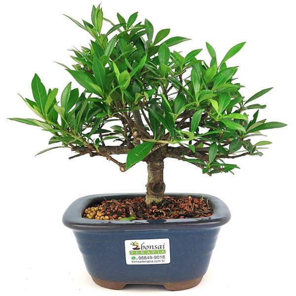 bonsai_mini_jasmim_3_anos_23_cm_14765_3_d7833de3aec3ce00ae9a3b5fa36d65a6
