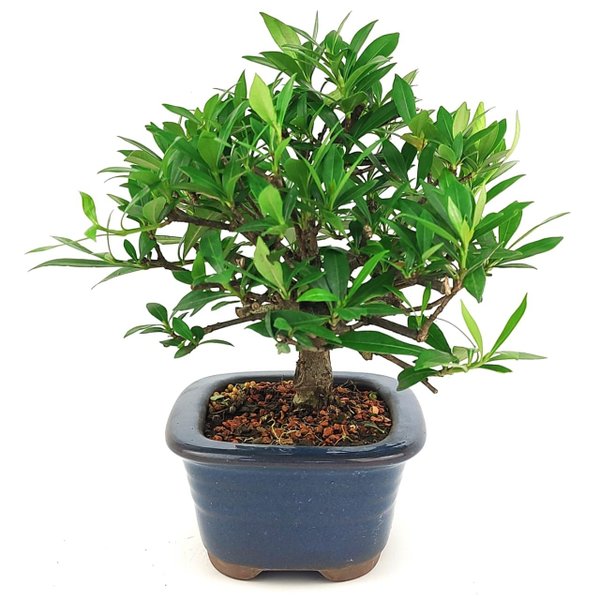 bonsai_mini_jasmim_3_anos_23_cm_14765_4_a0f372520c18a9a5953ebf0960aa53e3
