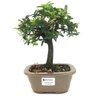bonsai_caliandra_rosa_3_anos_25_cm_14771_1_84645937814a215f9036330ed1b23bba