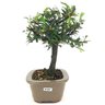 bonsai_caliandra_rosa_3_anos_25_cm_14771_2_4e9960e7611c44c6d12a4f9b5183ce0b