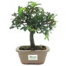 bonsai_caliandra_rosa_3_anos_25_cm_14771_3_dd0ee752aee17d257ea6fd2432a66b5e