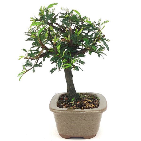 bonsai_caliandra_rosa_3_anos_25_cm_14771_4_b5dbe9bbbe4393e2cbfd87021a489db2