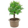 bonsai_caliandra_rosa_3_anos_25_cm_14773_2_64309ff8739698d874c7b48001f57c1d