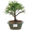 bonsai_caliandra_rosa_3_anos_25_cm_14775_1_2fdf1e11f71bb72f065b3aa2096dfd11