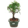 bonsai_caliandra_rosa_3_anos_25_cm_14775_2_223efc9364f54b97f9e4149cefeeb4e8