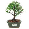 bonsai_caliandra_rosa_3_anos_25_cm_14775_3_4f0beba0cb885c2abcebb2655bc306a0