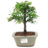 bonsai_caliandra_rosa_3_anos_24_cm_14777_1_965fcc2aa0b899bbc0d0ecada2e8f1b7