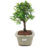 bonsai_caliandra_rosa_3_anos_24_cm_14777_2_66edef7d60af858516a196f6d776da97