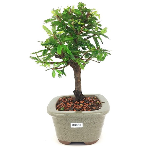 bonsai_caliandra_rosa_3_anos_24_cm_14777_2_66edef7d60af858516a196f6d776da97