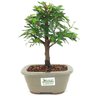 bonsai_caliandra_rosa_3_anos_24_cm_14777_3_e6d4aef8dc5b07c00b7ab3abea004319