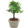 bonsai_caliandra_rosa_3_anos_24_cm_14777_4_d5ecd664d608a40c43a7292b75307996