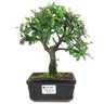 bonsai_caliandra_rosa_3_anos_25_cm_14779_1_8592fa01199fff4475356144af873d18