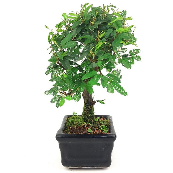 bonsai_caliandra_rosa_3_anos_25_cm_14779_2_19ce105a13b17c6cf1121d25e17acb1c