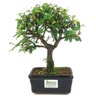 bonsai_caliandra_rosa_3_anos_25_cm_14779_3_7eceb2af1edc3f7b7e648cb50d664dc1
