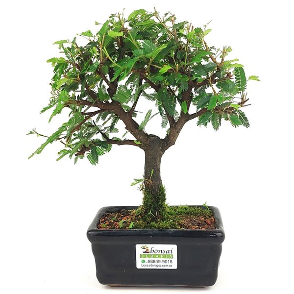 bonsai_caliandra_rosa_3_anos_25_cm_14779_3_7eceb2af1edc3f7b7e648cb50d664dc1