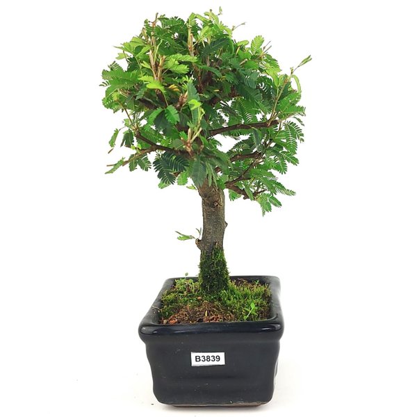 bonsai_caliandra_rosa_3_anos_25_cm_14779_4_134bf180f62fb23a221d8a10e6d889bd
