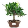bonsai_mini_jasmim_3_anos_26_cm_14781_1_3da785ed558e3a8769efdd5f5b8571f8