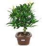 bonsai_mini_jasmim_3_anos_26_cm_14781_2_a4e91cd6f845725cec1e14ed859a0888