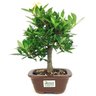 bonsai_mini_jasmim_3_anos_26_cm_14781_3_6e5b6dad560dd342065888fe2b466aa8