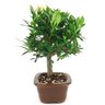 bonsai_mini_jasmim_3_anos_26_cm_14781_4_63fb0d48ab52fee1a32c4895b0aa54d6