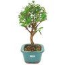 bonsai_mini_goiaba_3_anos_27_cm_14791_2_e7ba778dd39dc3cf48c90741d3d013c2