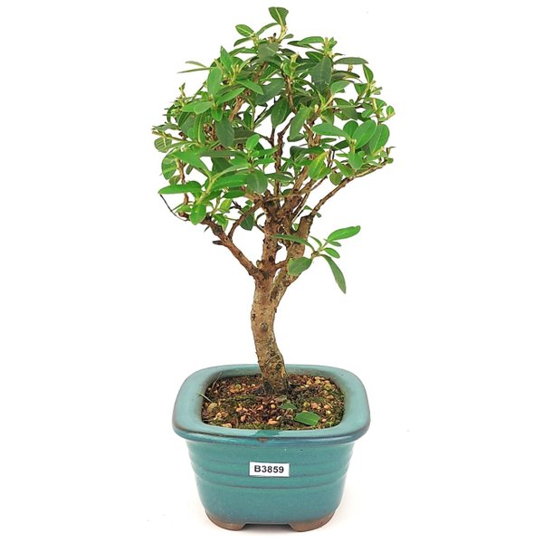 bonsai_mini_goiaba_3_anos_27_cm_14791_2_e7ba778dd39dc3cf48c90741d3d013c2