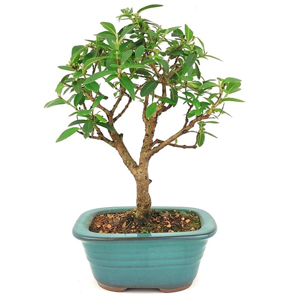bonsai_mini_goiaba_3_anos_27_cm_14791_3_68aa7590d63a96d02484ab2ebcb3a659