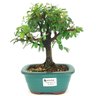 bonsai_caliandra_rosa_3_anos_23_cm_14795_1_8044f24a2f98167aa3d1cb70620d8ca3