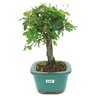 bonsai_caliandra_rosa_3_anos_23_cm_14795_2_f05c153d070c78d67f7f6510bea818d9