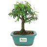 bonsai_caliandra_rosa_3_anos_23_cm_14795_3_91fda7f92f3f9a8457ec7940b3460756