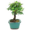 bonsai_caliandra_rosa_3_anos_23_cm_14795_4_eba2c63839395f139cc47eb83c1ea869