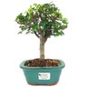 bonsai_ulmus_chines_3_anos_26_cm_14799_1_af1af16ff4ceac5cf3bccd7891b23ef0