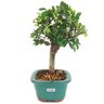 bonsai_ulmus_chines_3_anos_26_cm_14799_2_cc46ce503bc23e4c77407f829b20f7fb