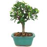 bonsai_ulmus_chines_3_anos_26_cm_14799_3_40ab4c3c00935512e31adfee87d888d9