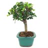 bonsai_ulmus_chines_3_anos_26_cm_14799_4_a4eb5d9e582ed7284cb7b28750ac05f5