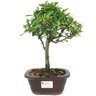 bonsai_piracanta_vermelha_3_anos_27_cm_14801_1_e4e17e87f47f09d4cf22f65aa1859224