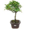 bonsai_piracanta_vermelha_3_anos_27_cm_14801_2_f9e37d21e9a446fd2b61ad868f1f73d5