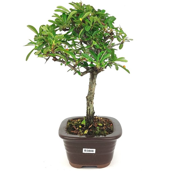 bonsai_piracanta_vermelha_3_anos_27_cm_14801_2_f9e37d21e9a446fd2b61ad868f1f73d5