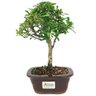 bonsai_piracanta_vermelha_3_anos_27_cm_14801_3_706b55f2615b098af12e06cb5b190b91
