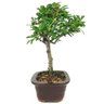 bonsai_piracanta_vermelha_3_anos_27_cm_14801_4_911d7339ad922e866704dff7c6ccb480