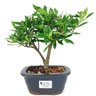 bonsai_mini_jasmim_3_anos_24_cm_14803_1_f344cced4ff4ed3aba74b1574cb7ad89