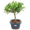 bonsai_mini_jasmim_3_anos_24_cm_14803_2_91eadc7bf40240e5ad44a93e19b38be8