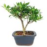 bonsai_mini_jasmim_3_anos_24_cm_14803_3_945d0ffc4597f5bb55db405bf6b21aeb