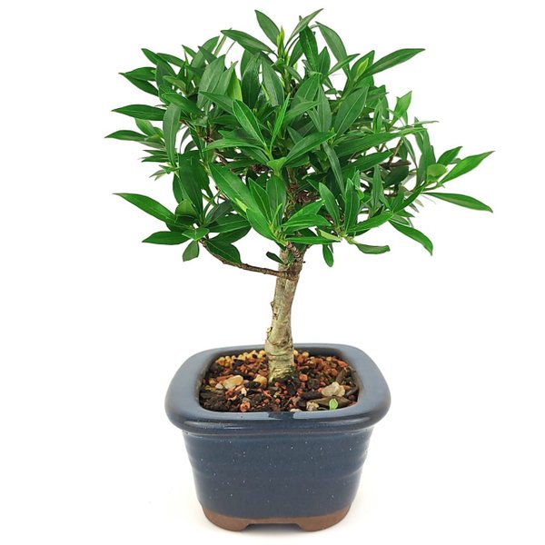 bonsai_mini_jasmim_3_anos_24_cm_14803_4_723a2c5686ffd8d9485cc71a98733e1f