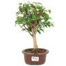 bonsai_pitanga_3_anos_30_cm_14807_1_4872bb6cdbde113cc31e933027afeec3