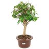 bonsai_pitanga_3_anos_30_cm_14807_4_2a44984ac367146d74d71a78fb2f5763