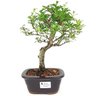 bonsai_piracanta_variegata_3_anos_29_cm_14809_1_73f9a661911e8728b05ca34ce4637ec6
